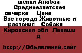 щенки Алабая (Среднеазиатская овчарка) › Цена ­ 15 000 - Все города Животные и растения » Собаки   . Кировская обл.,Леваши д.